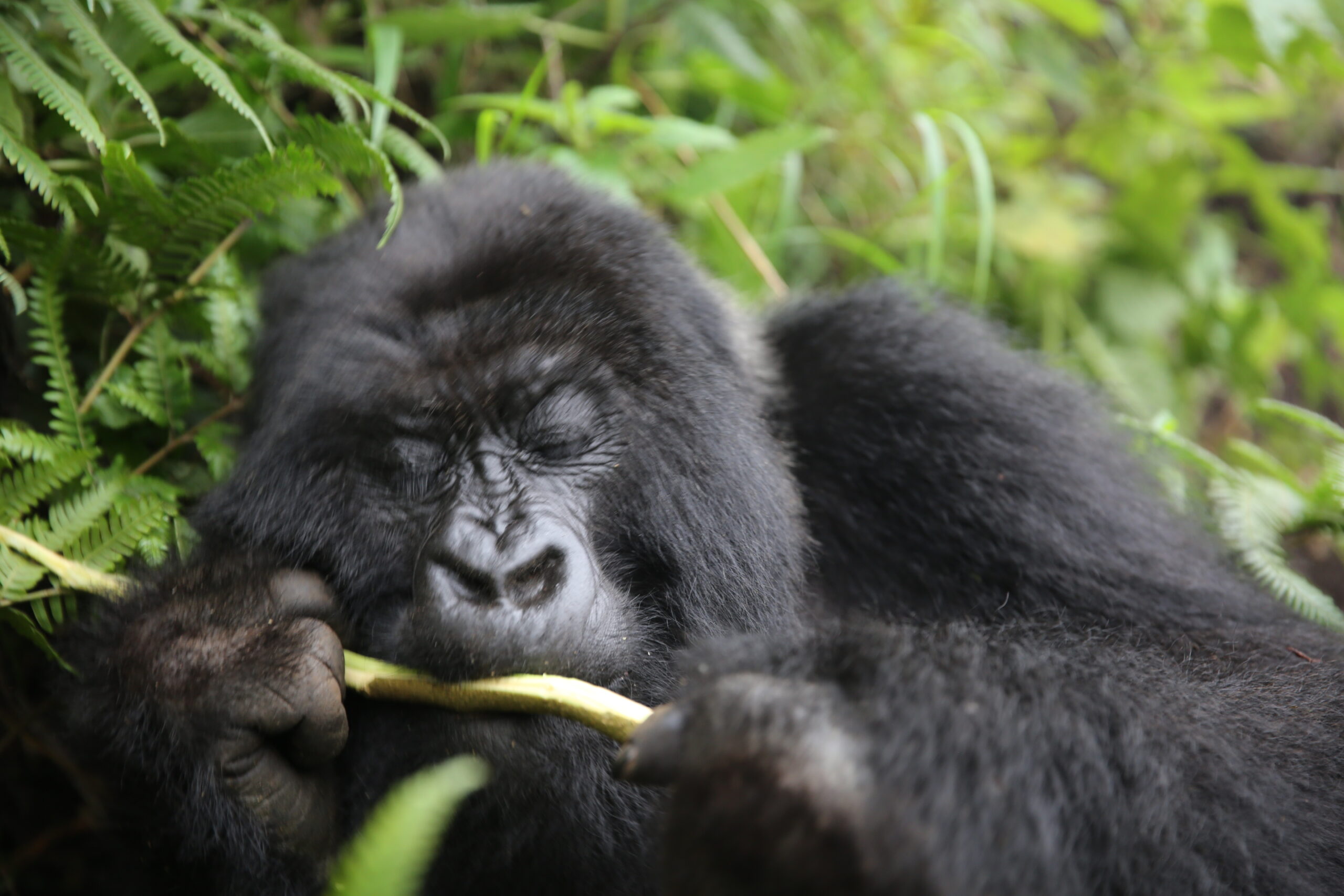 Close-up portrait of majestic silverback mountain gorilla resting in Virunga rainforest, Volcanoes National Park gorilla trekking highlight for Kigali wildlife safaris.